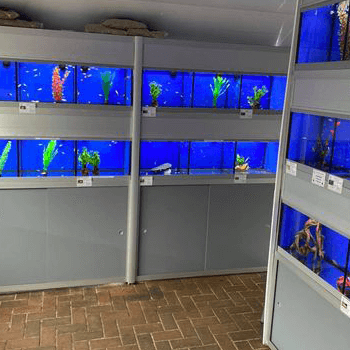 various aquarium tanks on display