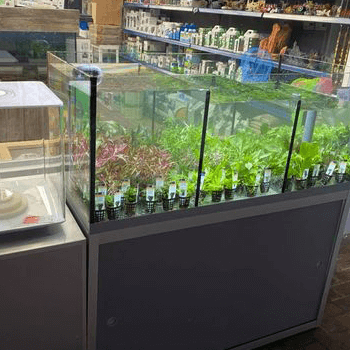 shop displaying aquarium tanks
